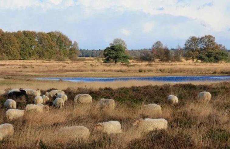 Luxe Natuurhuisje Met Jacuzzi En Haard In Drenthe, Echten Echten  Exterior photo